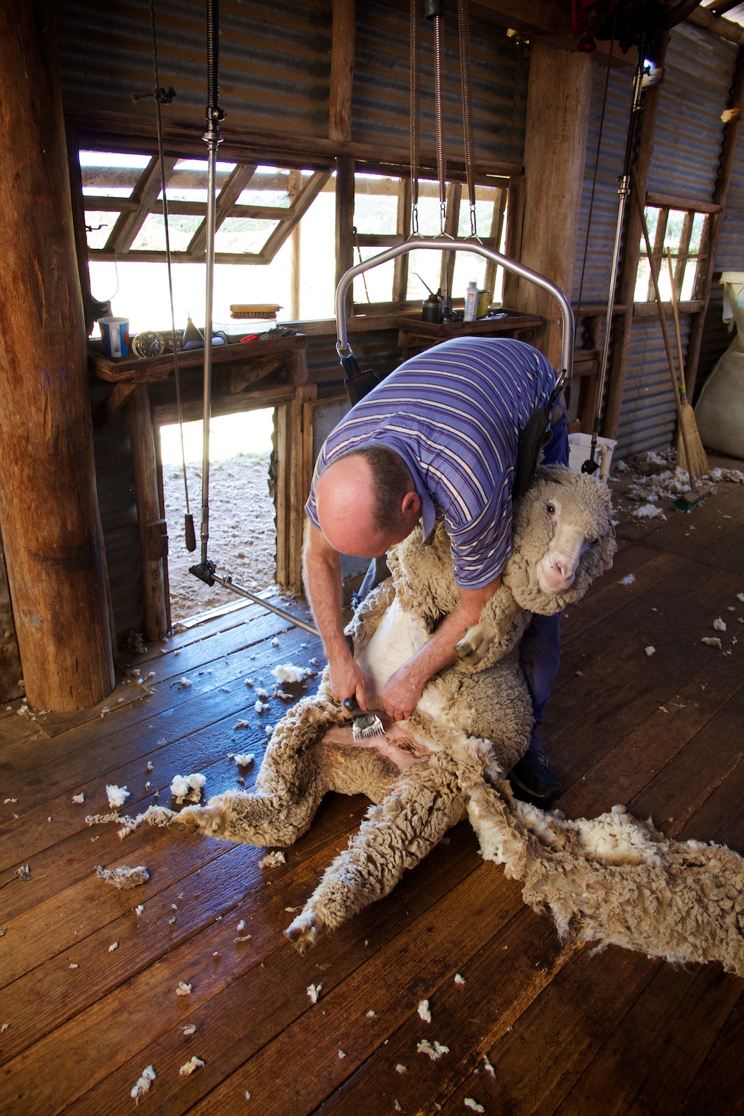 Valona Shearing 2013